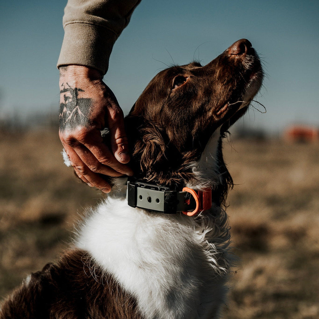 Hoss Straps Training Collar Setup, a waterproof Field Collar with an adapter kit for Garmin units