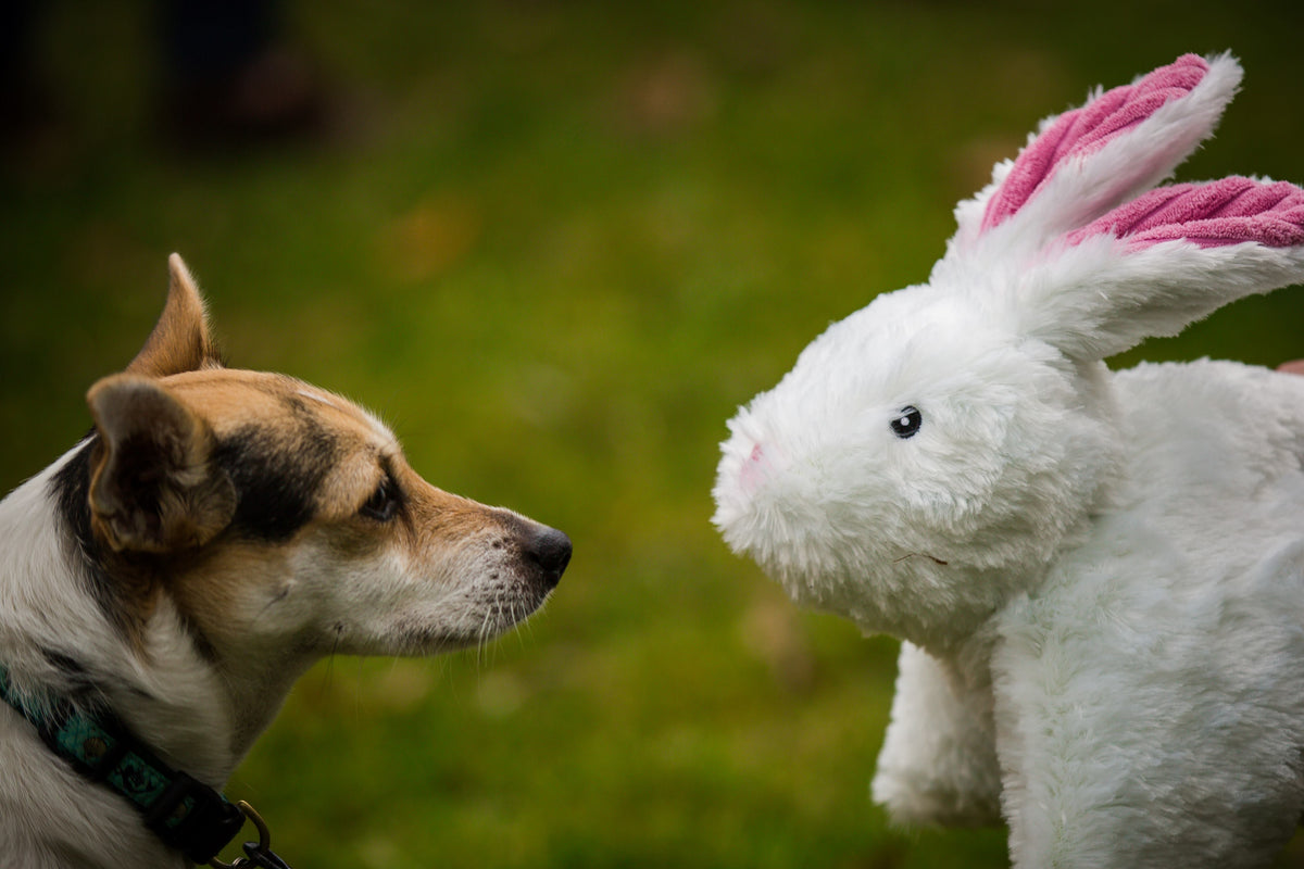 White plush Squooshie Bunny by HuggleHounds, a big soft cuddle toy for gentle dogs