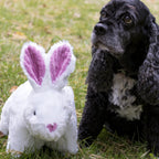 Squooshie Bunny from HuggleHounds, a white plush dog toy that is easy to grip and squish