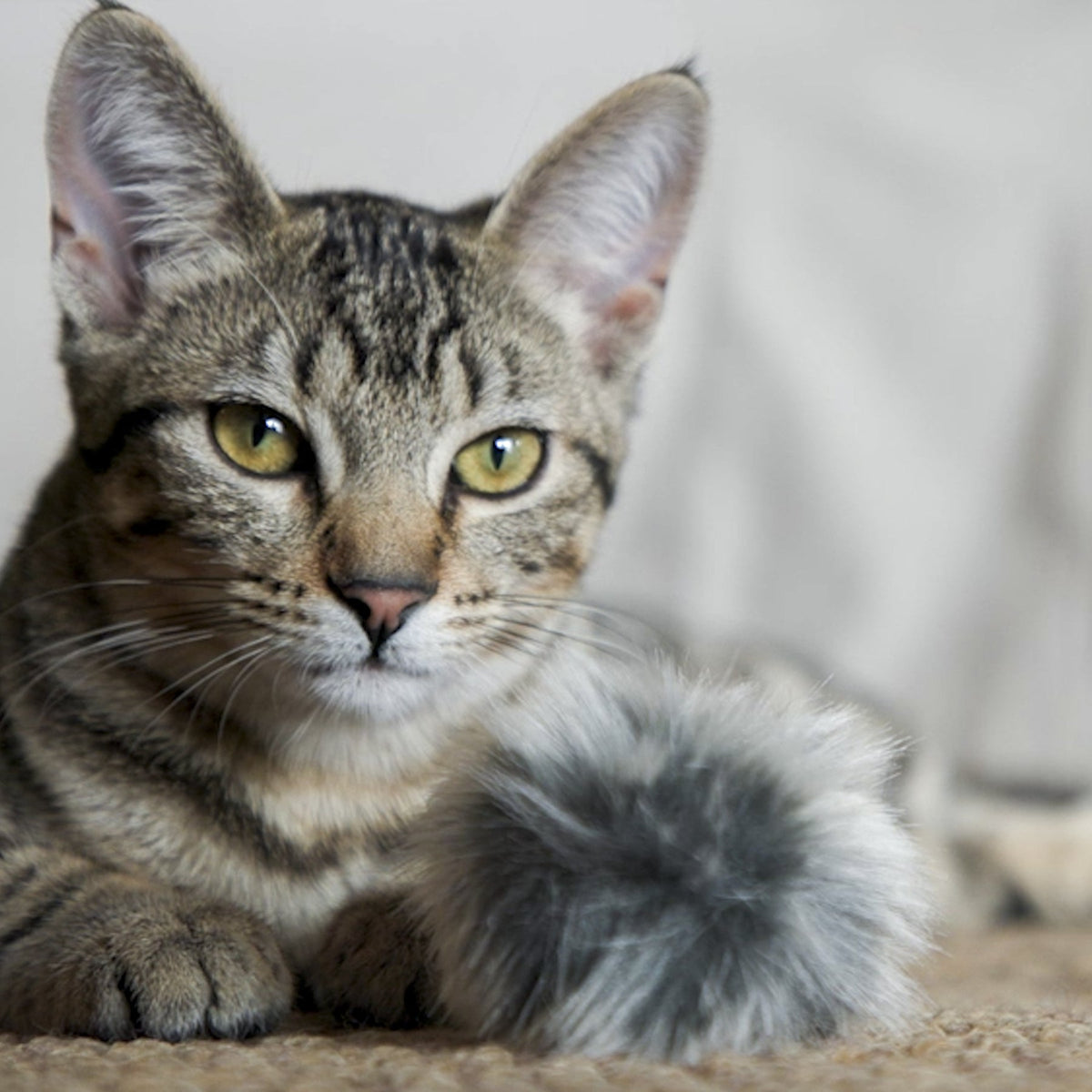 HuggleHounds HuggleKats Fur Ballies, small catnip balls that move like prey when batted