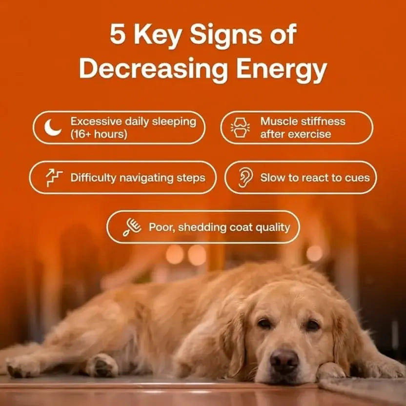 Nanoliposomal delivery liquid dog supplement for better nutrient absorption.