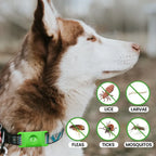 Dog wearing the natural flea and tick collar pendant outdoors