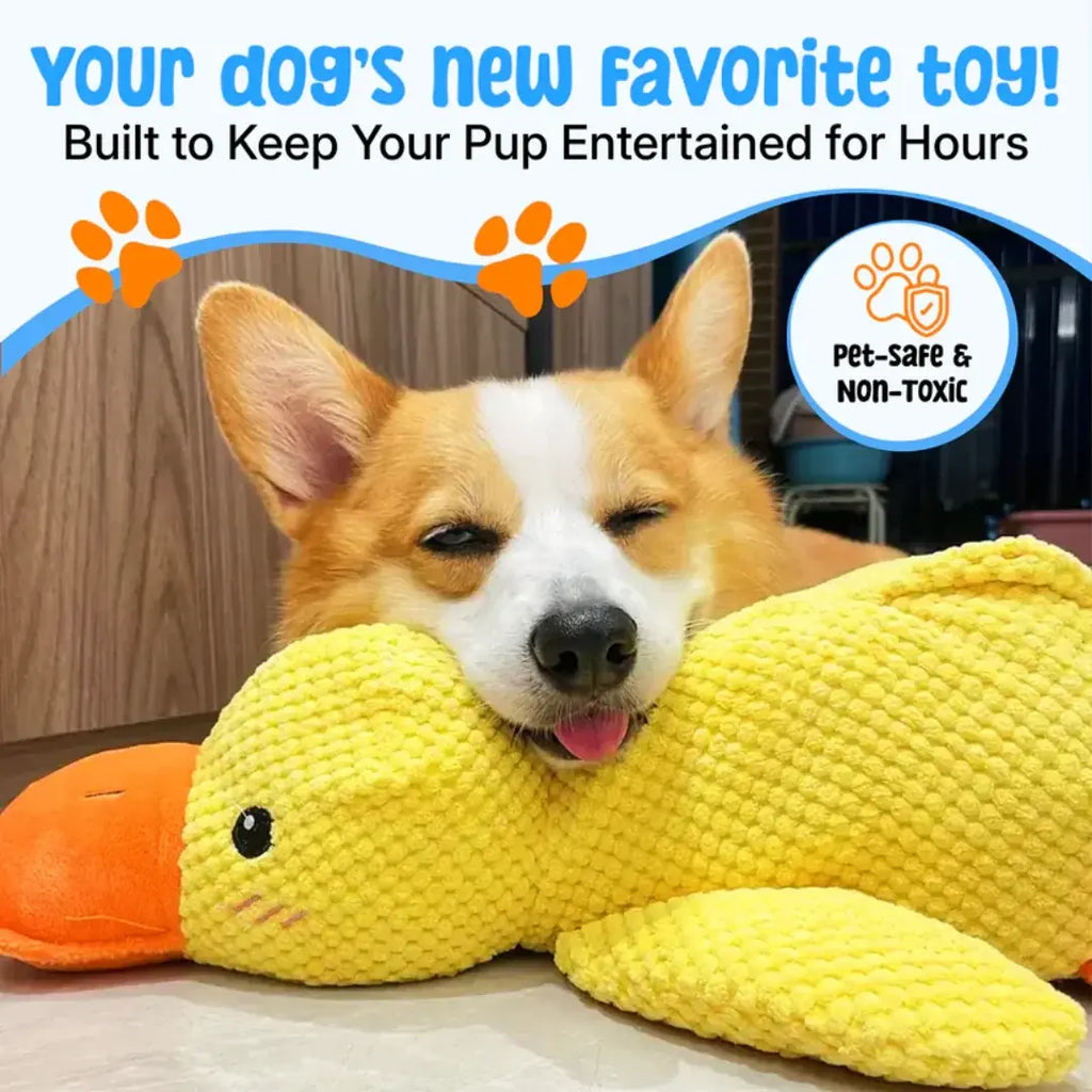 Dog playing with the squeaky calming duck toy