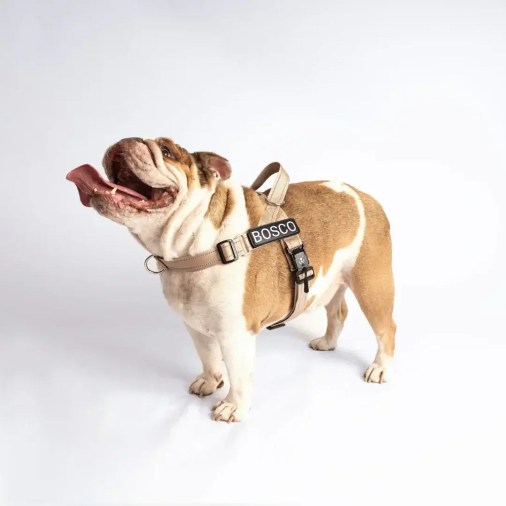 EasyFit no-pull personalized dog harness by Petstone, view 9