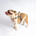 EasyFit no-pull personalized dog harness by Petstone, view 9