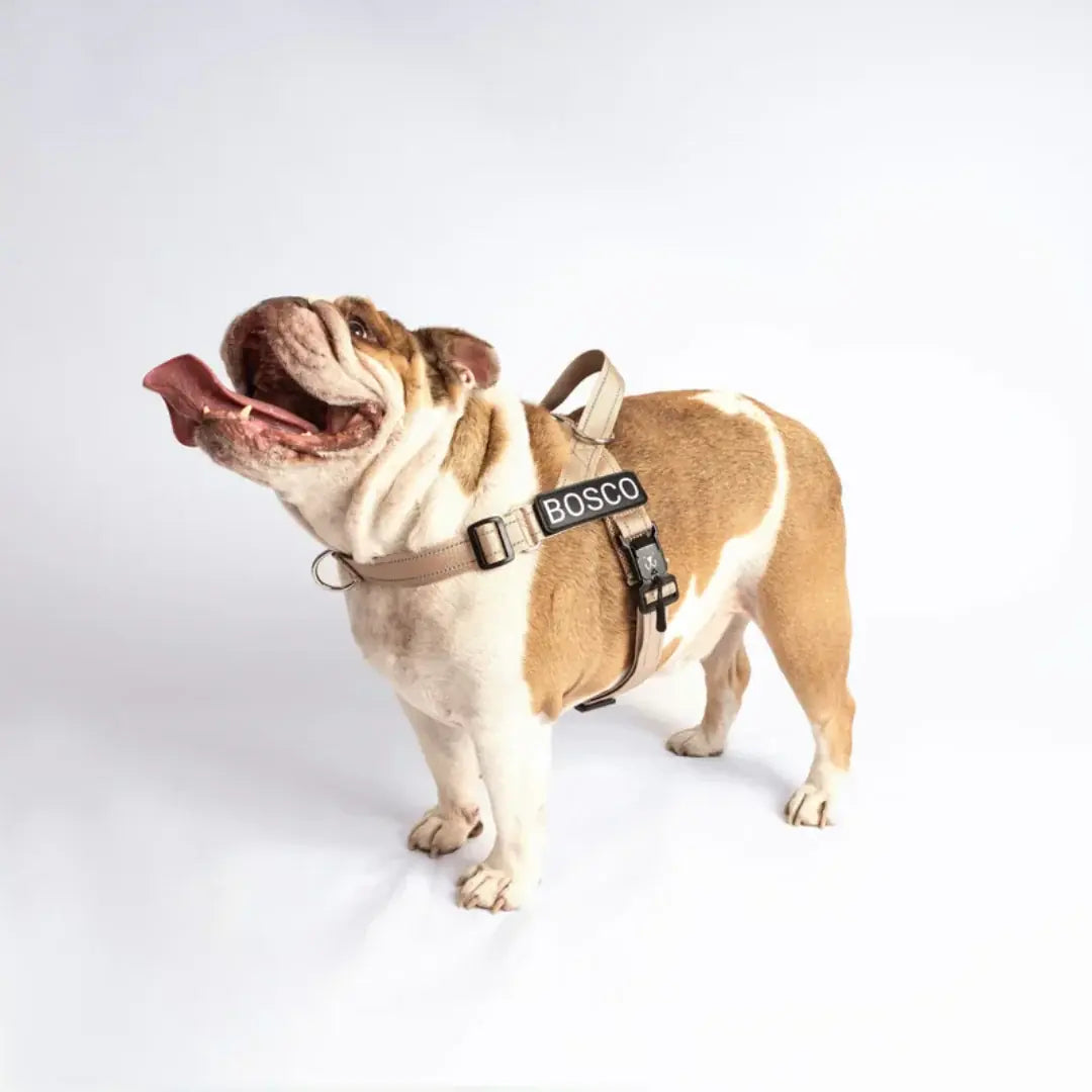 EasyFit no-pull personalized dog harness by Petstone, view 9