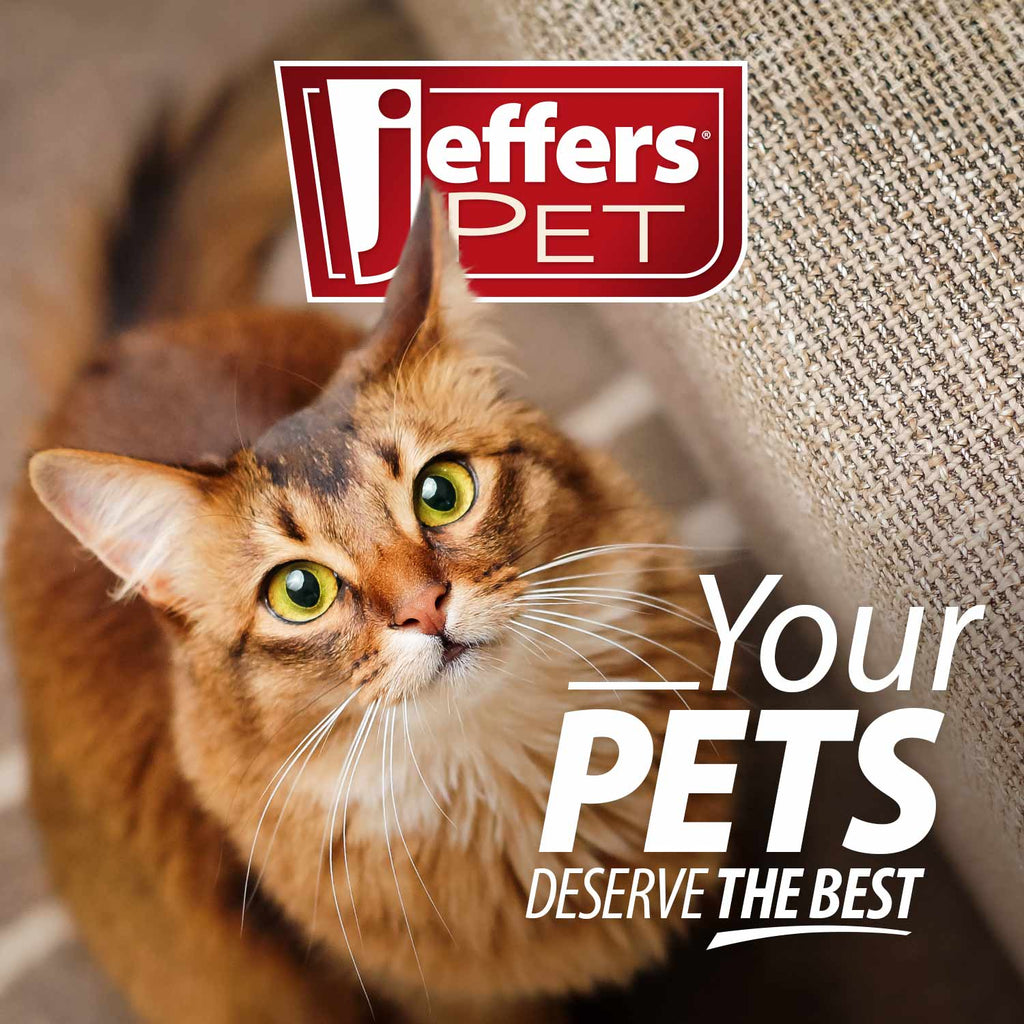 Jeffers Belly Buddy cat probiotic with Enterococcus faecium and three Lactobacillus strains