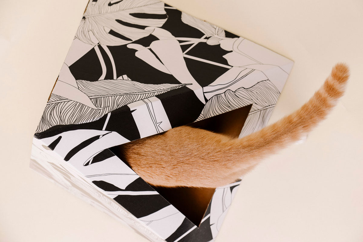 Stylish Dark Paradise cardboard cat pyramid by Kitty Kardboard, a made-in-USA upgrade from a shipping box