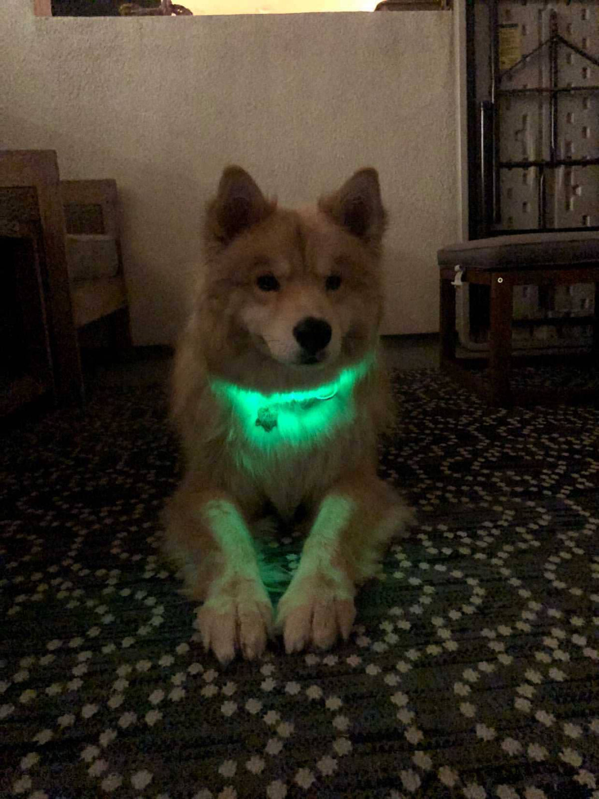 Lucky Dog adjustable LED collar for backyard time and night walks