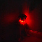 Lucky Dog Pet Company light-up dog collar for camping, hiking and after-dark play