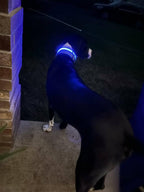 Lucky Dog LED collar with a constant light mode for steady visibility
