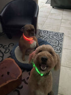 Lucky Dog LED dog collar with fast flash and slow flash settings