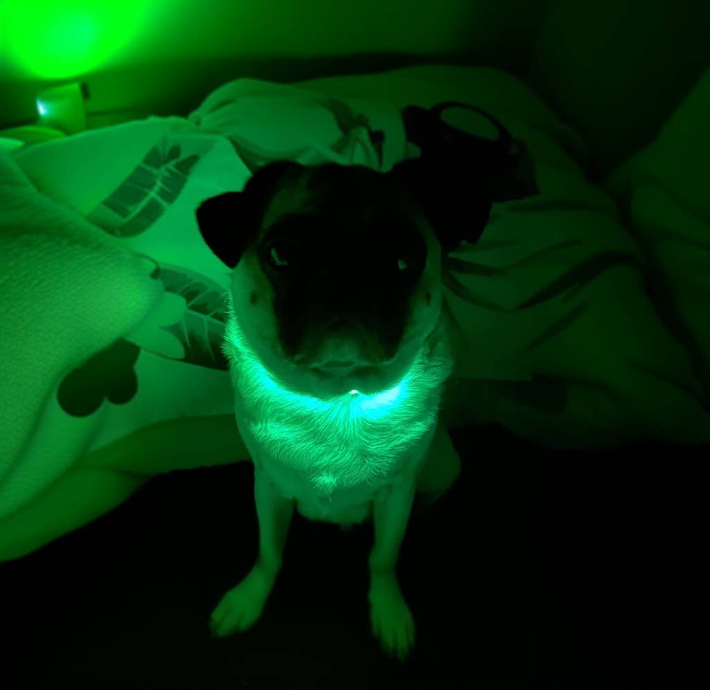 Lucky Dog light-up dog collar that switches between 3 light modes