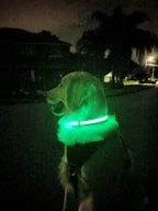 Lucky Dog rechargeable LED dog collar that lights up for night walks