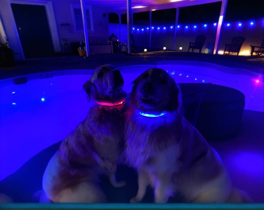 Lucky Dog LED safety collar with reflective stitching for added visibility