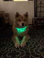 Lucky Dog adjustable LED collar for backyard time and night walks