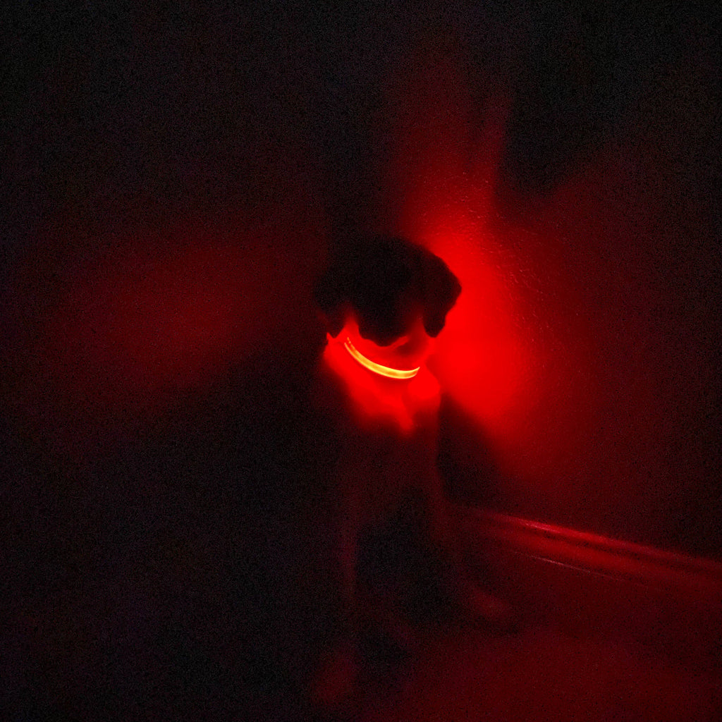 Lucky Dog Pet Company light-up dog collar for camping, hiking and after-dark play