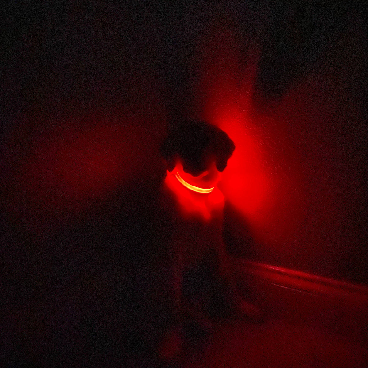 Lucky Dog Pet Company light-up dog collar for camping, hiking and after-dark play