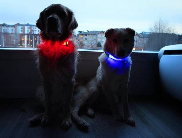 Lucky Dog LED dog collar with an IPX7 rating for walks in the rain