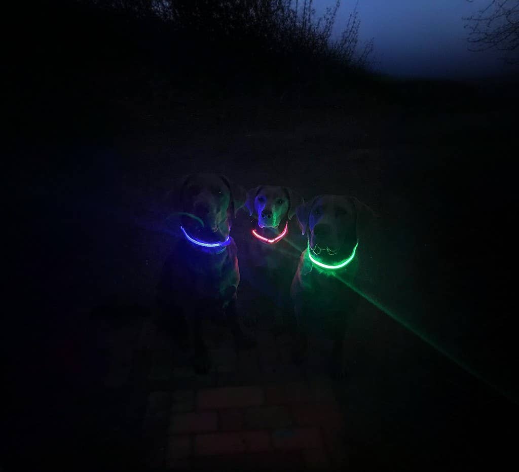 Lucky Dog LED dog collar that recharges by USB between walks
