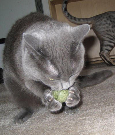 Pawbreakers Bonkas compressed catnip ball holding more than 1/2 oz of catnip for cats