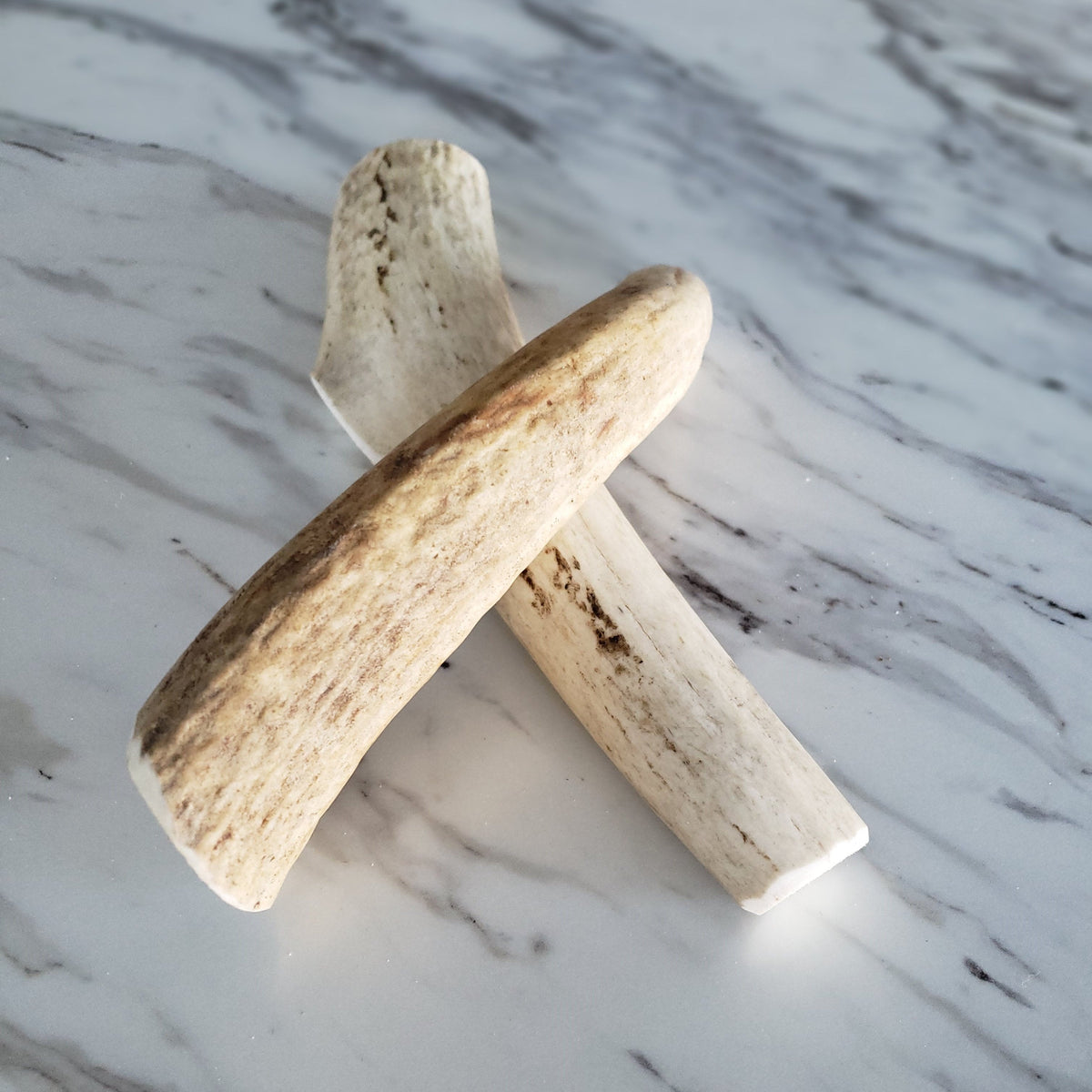 Whole elk antler dog chew from The Pet Gourmet with marrow exposed mainly at the ends