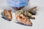 Sniff and Shift freeze-dried sardine treats for dogs and cats, made in small batches in Malvern, PA