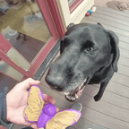 Purple SodaPup Butterfly eChew that can be frozen with spreads for longer licking sessions