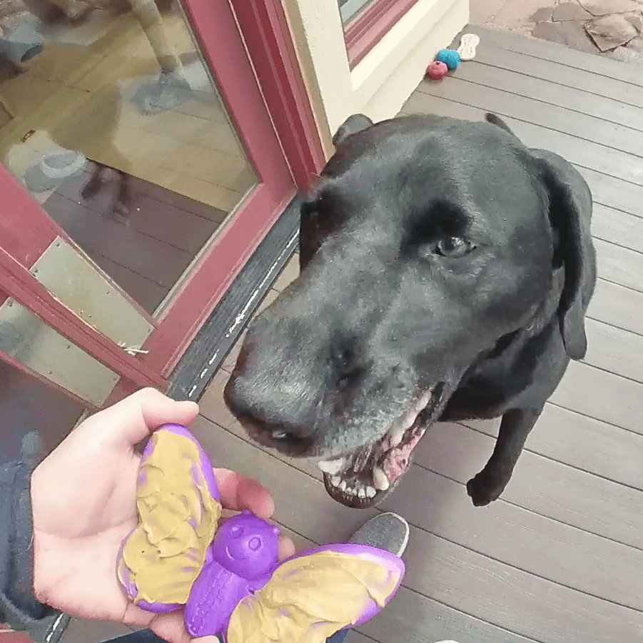 Purple SodaPup Butterfly eChew that can be frozen with spreads for longer licking sessions