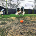 High-visibility orange Crazy Bounce by SodaPup, easy to spot in grass during a game of fetch
