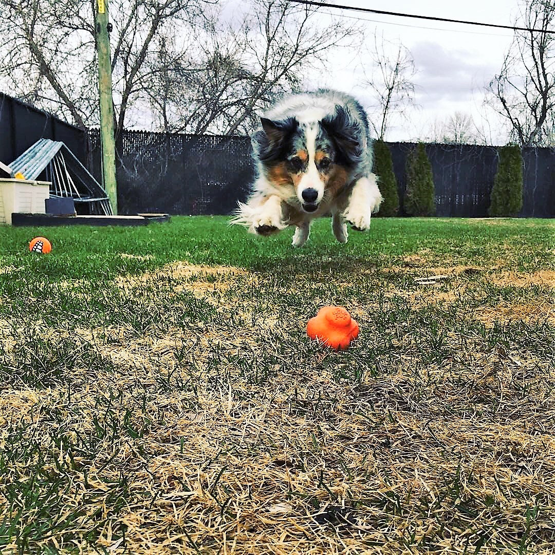 High-visibility orange Crazy Bounce by SodaPup, easy to spot in grass during a game of fetch