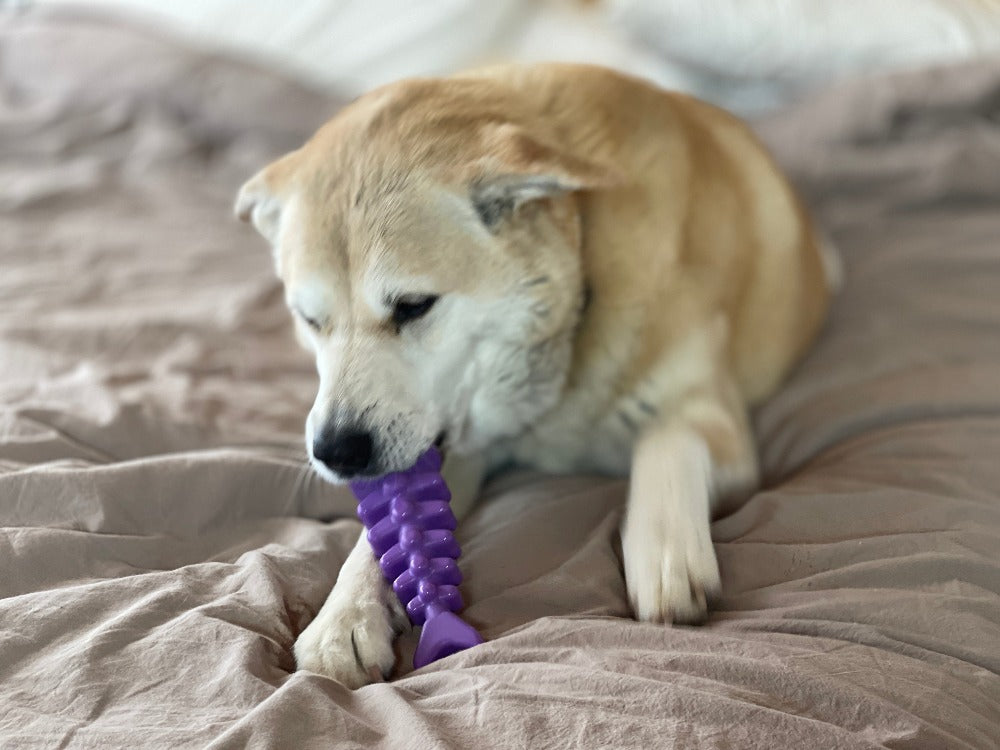 SodaPup Fish Bone nylon chew toy with a fish skeleton design for water-loving dogs