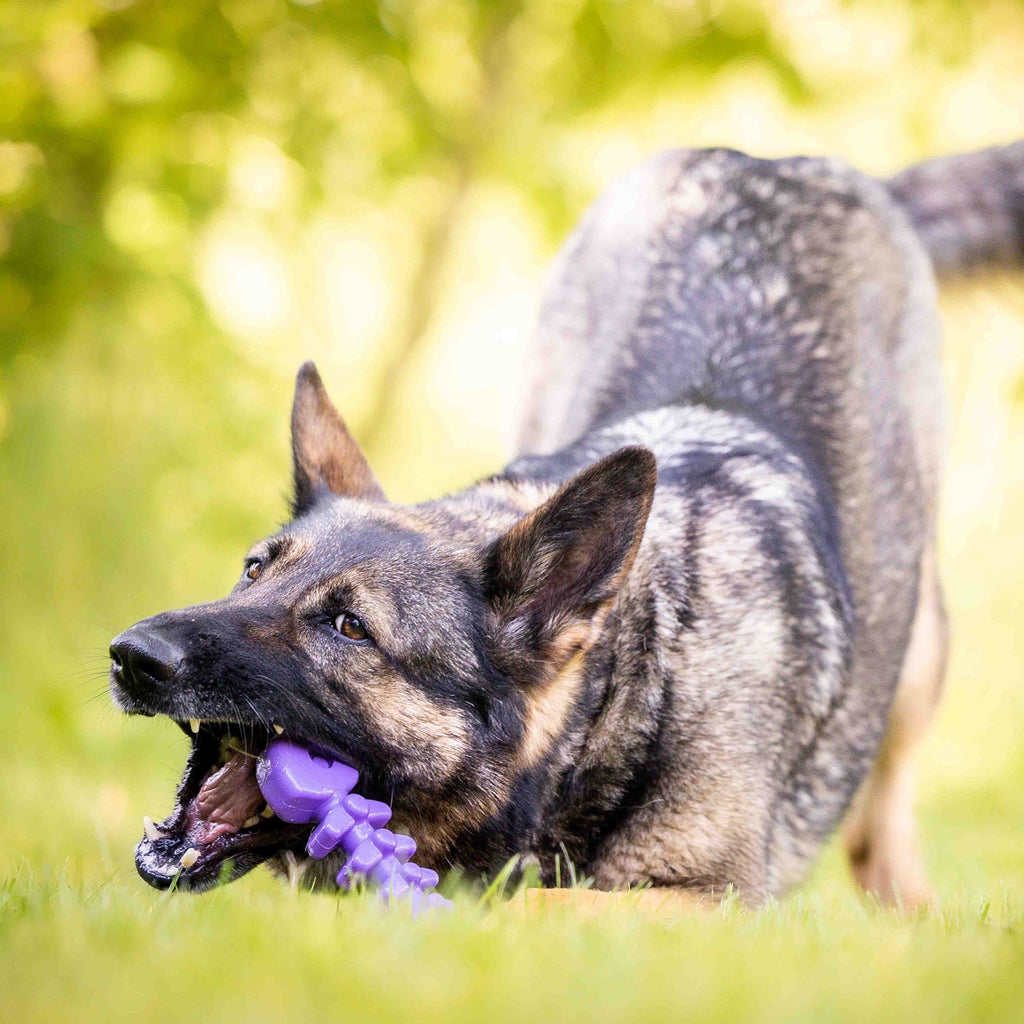 Purple SodaPup Fish Bone nylon chew toy shaped like a fish skeleton with a textured surface