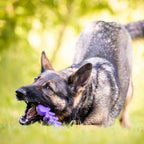 Purple SodaPup Fish Bone nylon chew toy shaped like a fish skeleton with a textured surface