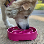 SodaPup Flower eBowl enrichment feeder, freezer safe for frozen wet food or broth meals