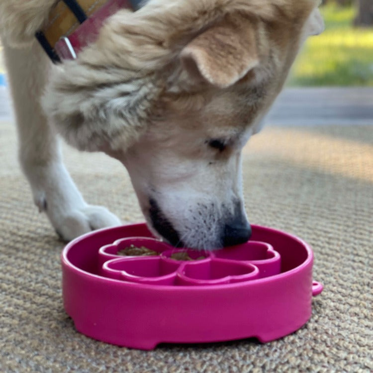 SodaPup Flower eBowl enrichment feeder, freezer safe for frozen wet food or broth meals