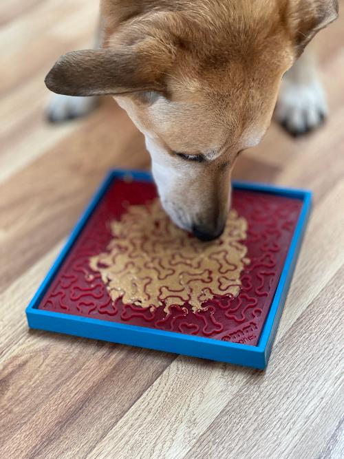 Light blue SodaPup Hold 'em, top-rack dishwasher safe for easy cleaning after meals