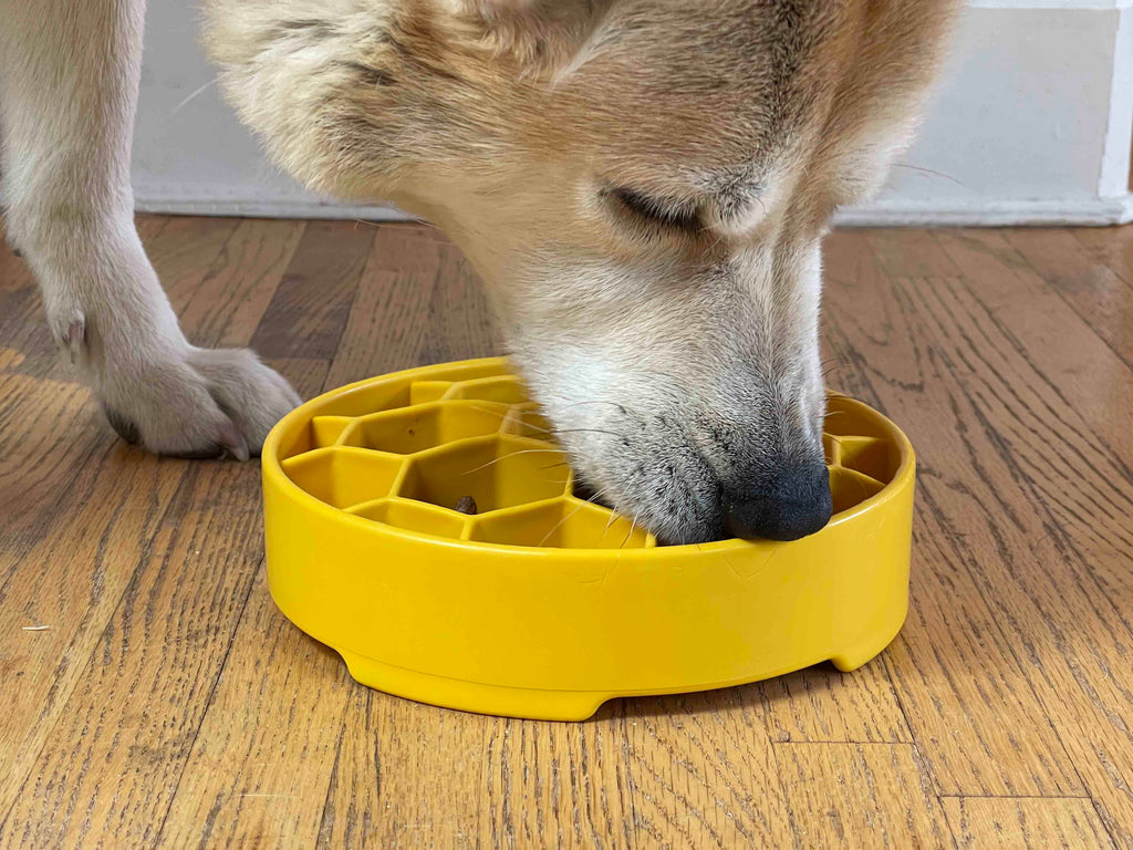 SodaPup Honeycomb eBowl with deep hexagon cells where kibble settles as your dog eats