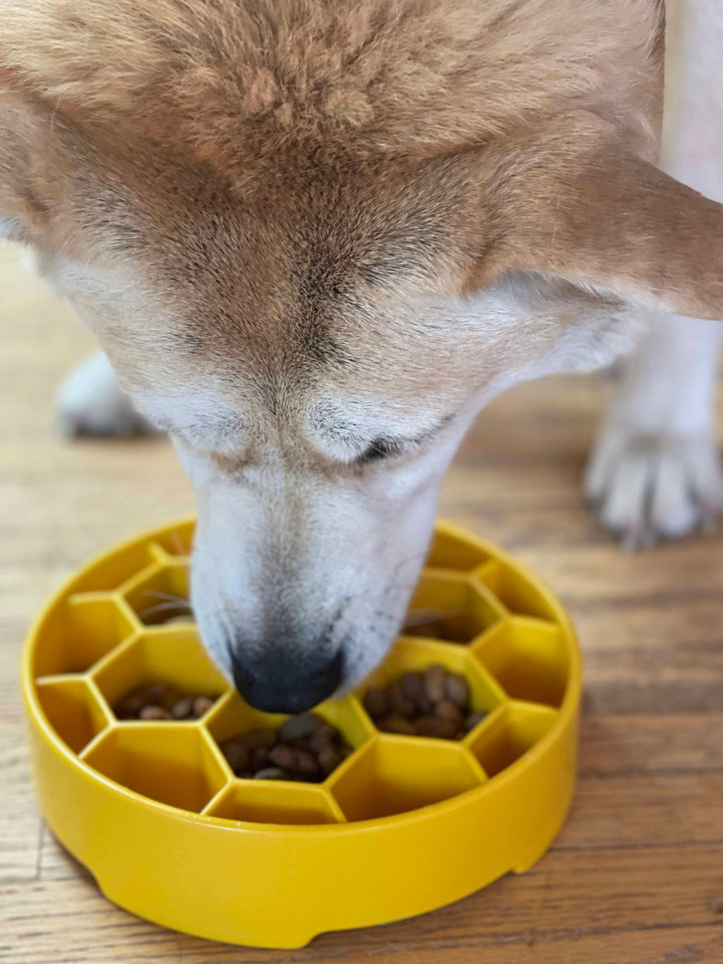 SodaPup Honeycomb eBowl slow feeder bowl for multi-dog homes and daily mealtime enrichment