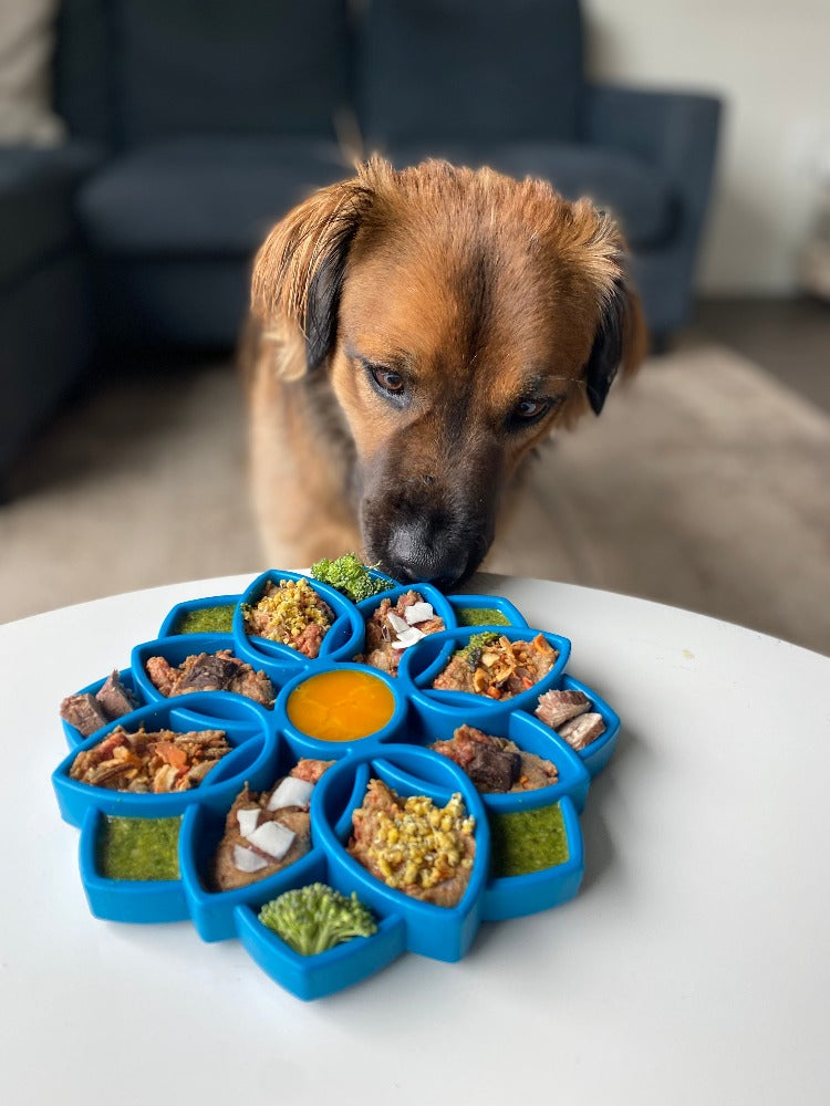 SodaPup Mandala eTray shallow slow feeder for frozen wet food and pureed treats