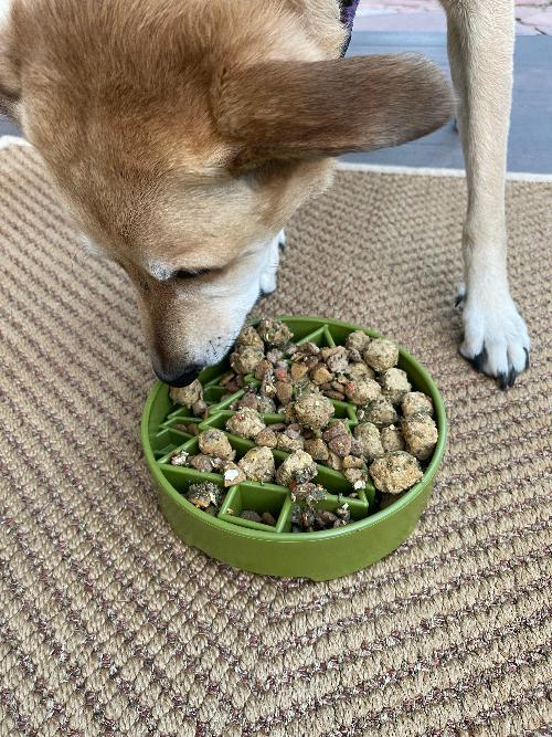 SodaPup green holiday eBowl, a 2 inch deep slow feeder for medium to large dogs