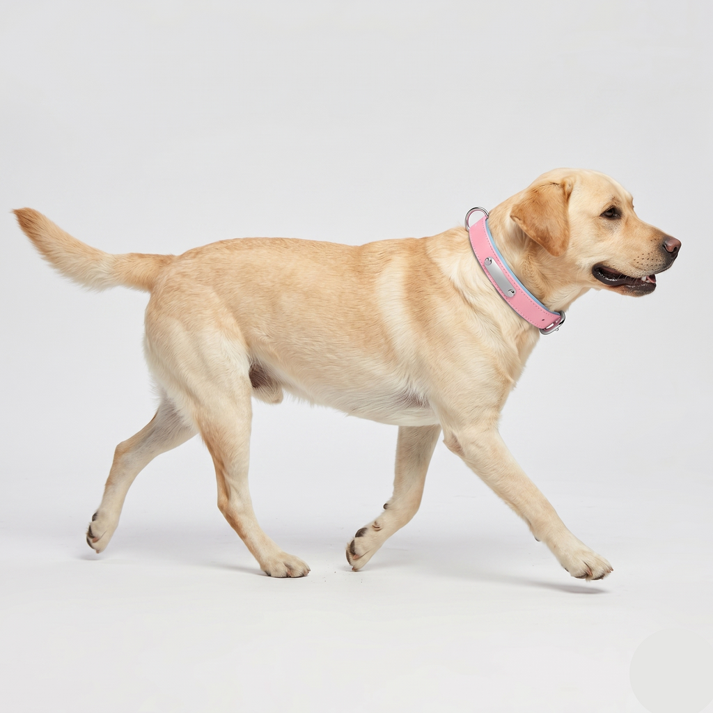 Space-cotton two-tone dog collar, hand wash only, in five widths from 1.5 to 3 cm