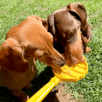 Two dogs licking the yellow Beehive lick stick, a US-made SodaPup enrichment toy