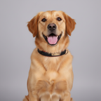 Two-tone cotton dog collar with a smooth-release metal buckle, from 32 to 61 cm long