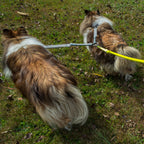 CRAZYcoupl'r attachment for walking 2 dogs on 1 leash, clipped to a center O-ring