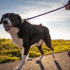 WACKYstore WUNDERleash, sold by the brand as the original no-pull dog leash