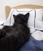Kitten with a Xenotees handmade cat kicker pillow, screen-printed and sewn in Philadelphia