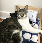 Kitten and a Xenotees cotton canvas catnip kicker pillow, handmade in the USA