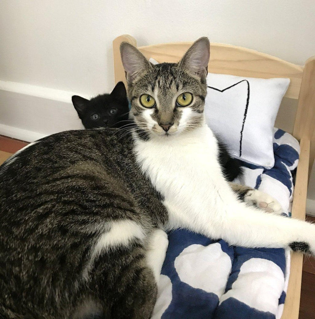 Kitten and a Xenotees cotton canvas catnip kicker pillow, handmade in the USA